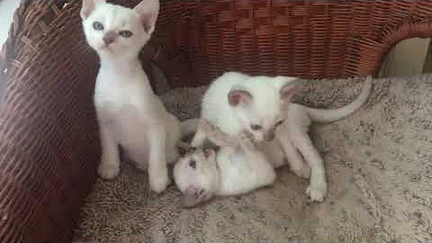 Watch the video about Playtime for my Tonkinese kittens