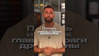 Как защитить дом от плесени и грибка? Советы!