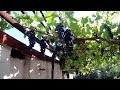 Виноград в горшке на балконе  +БОНУС Видео  ТАКОГО ВЫ НИГДЕ НЕ УВИДИТЕ !!! Cвоими руками