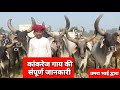 उमरा भाई का शानदार कांकरेज गऊ पालन ।।  kankrej cow breeder Umra Bhai । #cow #dairyfarm #superbreeder