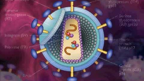 HIV / AIDS Replication Animation Video