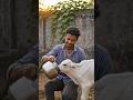 Rahul ne Gay ke bachhade ko doodh piaya #flyxo #fxyouedit #storytelling #mhacommunity