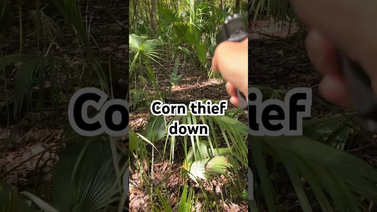 Dropped a raccoon in his tracks on his way to get my corn 