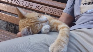 Little orange cat asking me to adopt him and take him home.