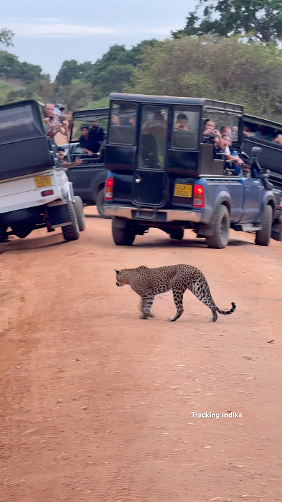 Lepord crosing behind vehicle  #foryou #travel #onemillion #trending #viral #bigcat