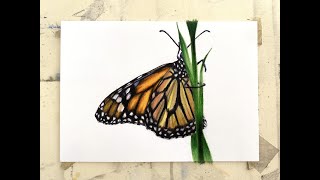 Butterfly in coloured pencils (beginner) - Schmetterling mit Buntstiften zeichnen (Anfänger)