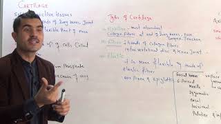 L-2 Cartilage And Its Types Hyaline, Fibrocartilage, Elastic Cartilage