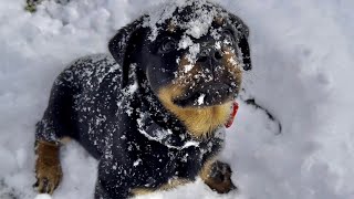 Puppy reacts to snow first time!