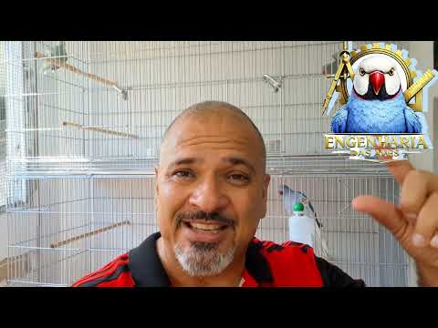 Como comecei meu criatório de Ring Neck