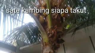 Rahasia Makan sate kambing biar tidak pusing(keliyengan)
