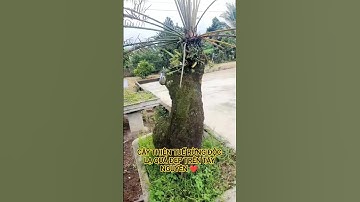 CÂY THIÊN TUẾ RỪNG ĐỘC LẠ QUÝ HIẾM TRÊN TÂY NGUYÊN