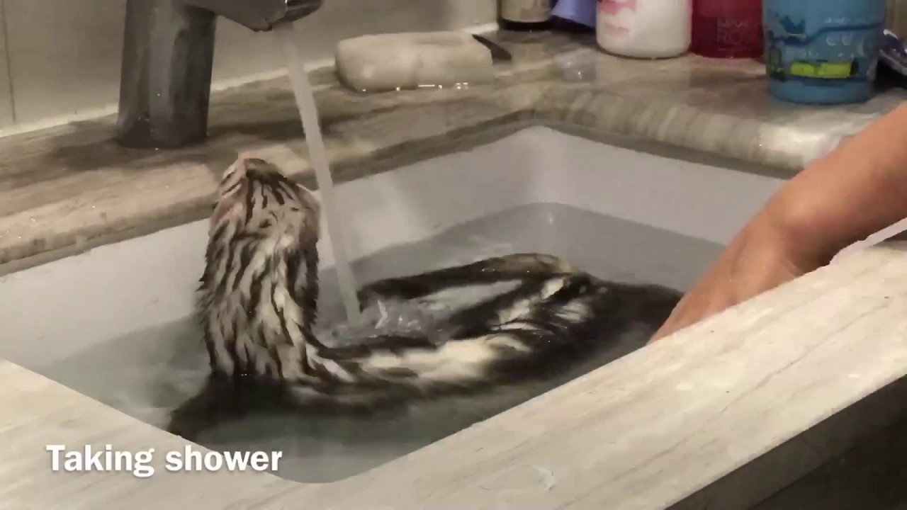 Taking bath my pet ferret timelapes 페럿 목욕 타임랩스 YouTube