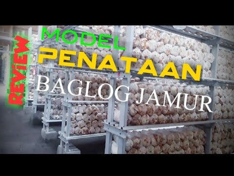 Video: Pendekatan Skrining Untuk Menilai Aktivitas Monooxygenase Polisakarida Litik Dalam Strain Jamur