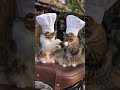 cute cat 🥰🥰|#trending #viral #shortvideo #cutecat| #itzzmariyam|