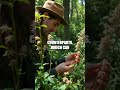 Mastering Nature's Tools: The Art of Wild Foraging