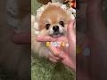15秒でストレス解消されます✨ #pomeranian #小型犬 #癒し #ポメラニアン #きなこ #あごのせ #कुत्ता #पोमेरेनियन