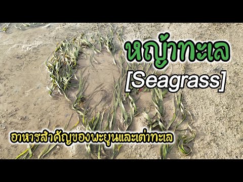 "หญ้าทะเล"(Seagrass) อาหารสำคัญของพะยูนและเต่าทะเล | ในคลิปคือหญ้าทะเลที่เกาะลิบง ซึ่งมีเยอะมากค่ะ
