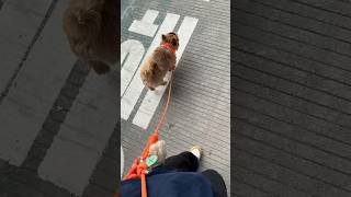 태오와 산책하는 누나 1인칭시점👀 #마태오 #반려견 #반려견일상 #강아지 #강아지브이로그 #doglife