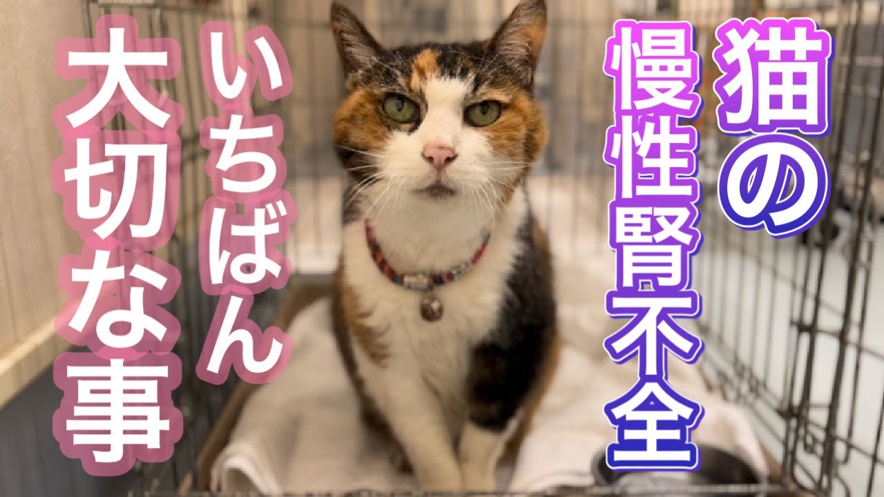 猫の腎臓病治療で一番大切だと思う事～ナナさんは今日も尊い～ - YouTube