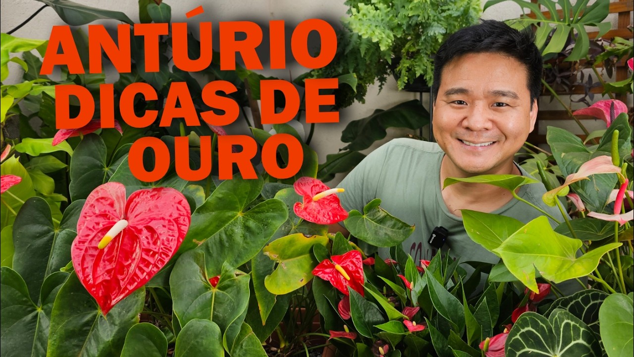3 SEGREDOS para cultivar ANTÚRIOS