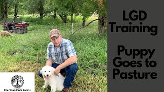 LGD Puppy Training  Setting Up A Training Pen and Introduction To Electric Fence