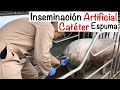 Proceso CORRECTO INSEMINACIÓN artificial CERDAS -CATÉTER ESPUMA- CAPITULO 5.1 -INSEMINACIÓN CERDAS