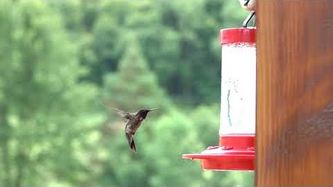 Hummingbird 1000FPS slow motion