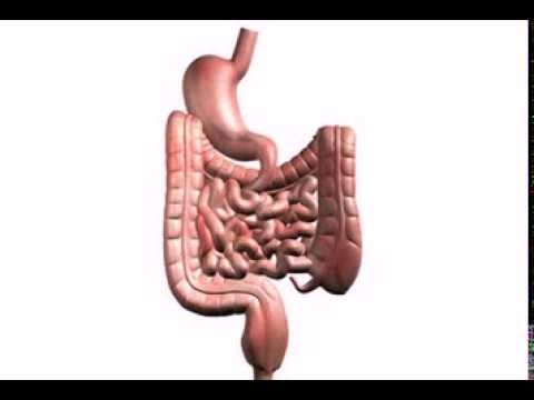 Important Health Benefits of Digestive Enzymes - YouTube