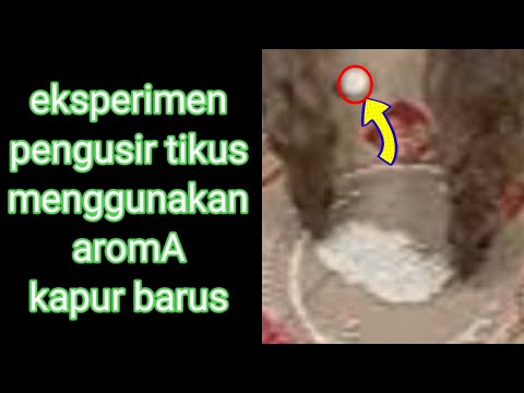 Video: Apakah kapur barus dapat mengurangi tikus?