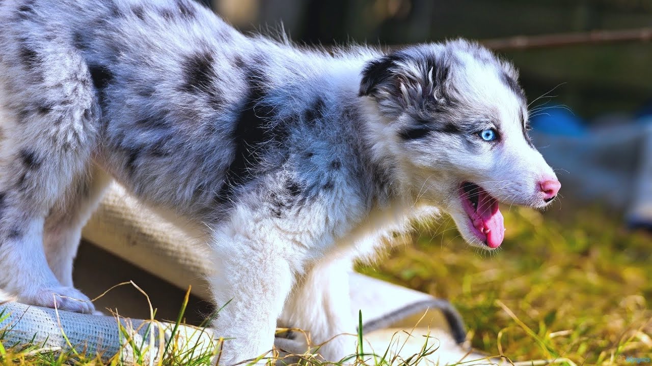 3 4 australian shepherd 1 4 blue heeler australian shepherd dog breed details of australian shepherd dog 3 4 australian shepherd 1 4 blue heeler australian shepherd dog breed details of australian shepherd dog