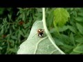 La coccinelle asiatique ou coccinelle de chine harmonia axyridis se reproduit 