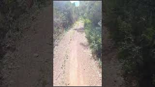 😎 Was ist das #Hightlight 💪 von Barao de Sao Joao? 😍 #Mountainbike #trail #mtb #shorts