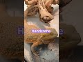 #reptiles #handsome #countrymusic