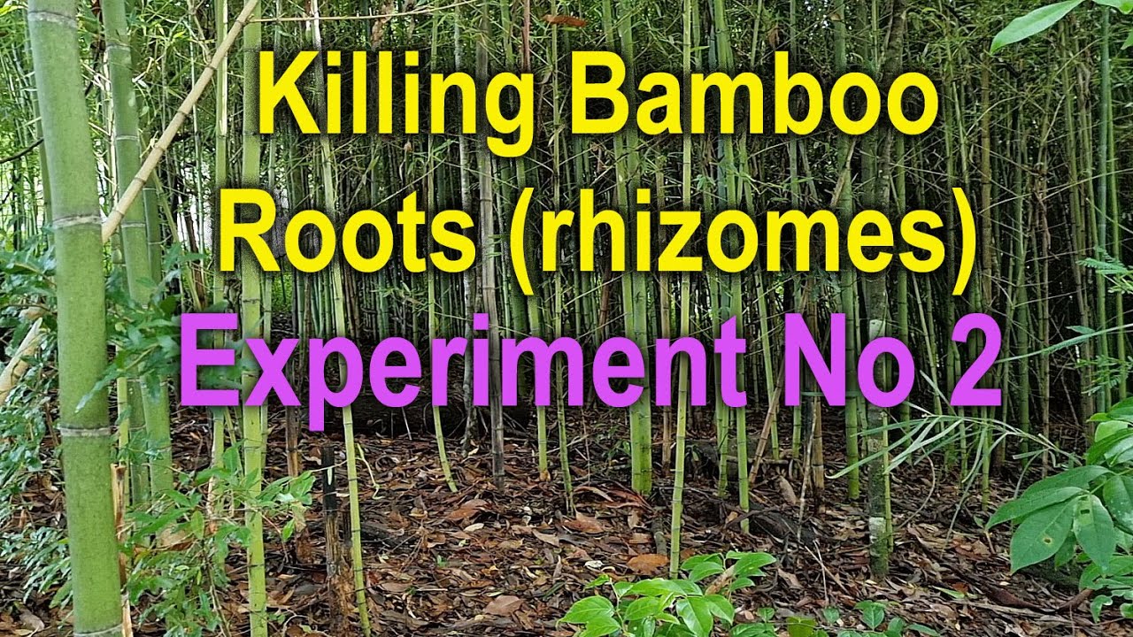 How to kill bamboo (Update after 3 month) YouTube