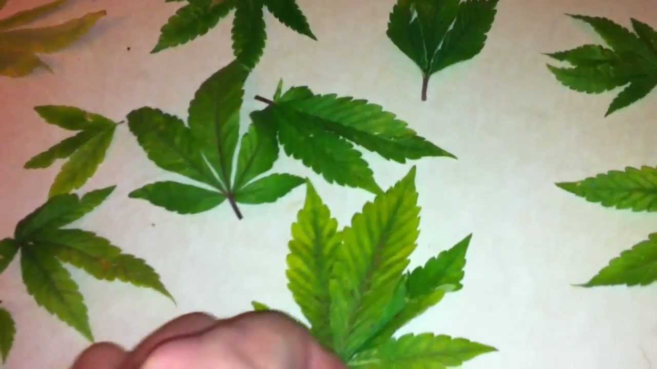 Black Spots On My Pot Plants Indoor Weed Growing Question Youtube