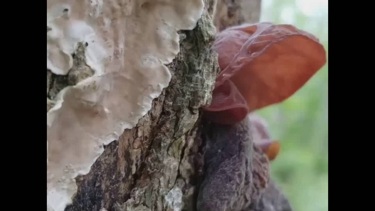 Wood/jelly ear mushrooms - Auricularia auricula