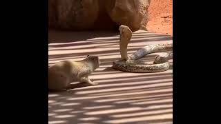 Rikki Tikki Tavi!Mongoose and Snake (Cobra)Мангуст и Змея (Кобра)