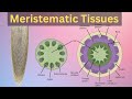 Exploring Meristematic Tissues