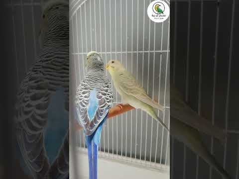 تغريد طيور البادجي 