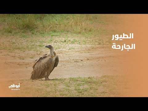 أنواع متعددة للطيور الجارحة تعرف عليها برنامج فراسة الصحراء