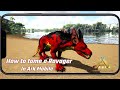 How to tame a Ravager in Ark Mobile