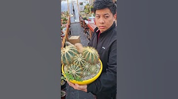 Cluster Parodia magnifica  #music #video #succulent #music #cactus