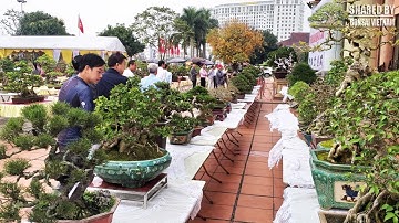 Triển lãm cây cảnh nghệ thuật Bắc Ninh 2019 || Phần 1