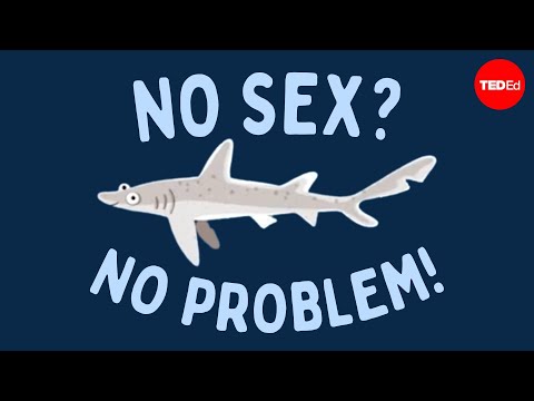 Video: Apakah kadal whiptail aseksual?