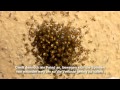 Jungspinnen im Frühling (Kreuzspinne - Araneus Diadematus)