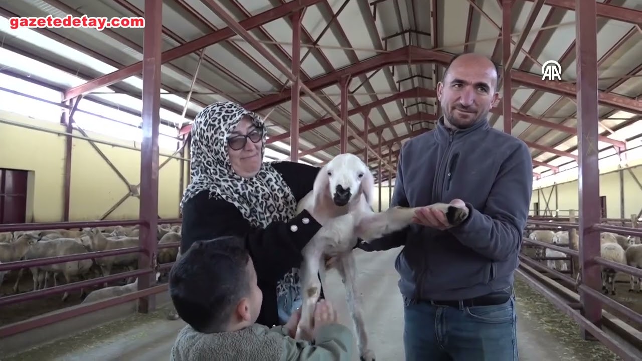 Devlet desteğiyle 103 koyunla başladı 800'e ulaştı