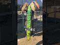 巨大なクジャクを運ぶ方法 / How to Transport a Peacock