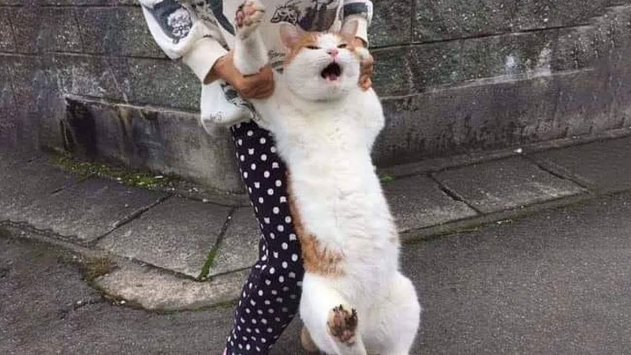 Скачай это бесплатное Фото на тему Не пущу мем и открой