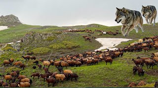 Doluyu Firsat Bi̇len Kurtlar Sürüye Geldi̇ Şah Yolu 10.Bölüm