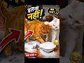 Naughty Cat's fishing #animation #fun #trending#cute#cartoon #animalshorts#funniestvideo #eyecatchy